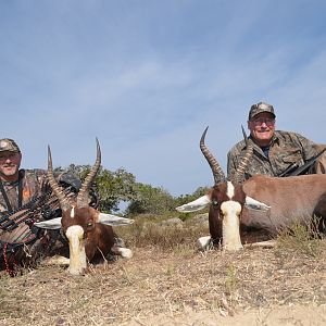 Blesbok KMG Hunting Safaris