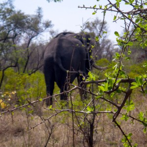 Elephant Zimbabwe, November 2014