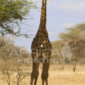 Giraffe Bowhunting - Front View Shot Placement