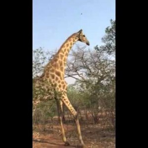 Giraffe Attack