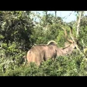 Animals of the Eastern Cape