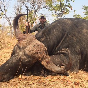 Buffalo Hinting Zimbabwe