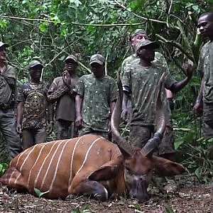 Hunting Bongo in Congo