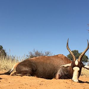 Hunting Blesbok in South Africa Kalahari Rangers