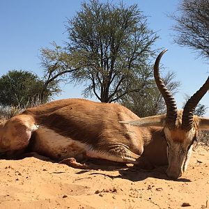 Springbok Hunting South Africa Kalahari Rangers