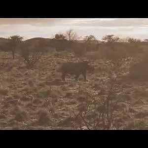 Dehorning a Rhino in South Africa
