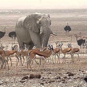 Touring Etosha National Park Namibia