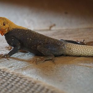 Lizard Benin WIldlife