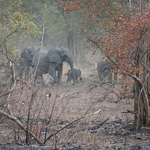 Benin Wildlife Elephant