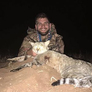African Wildcat South Africa Hunt