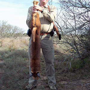 South Africa Caracal Hunting