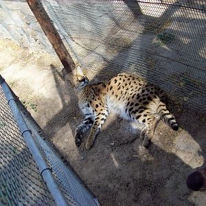 South Africa Serval Cat