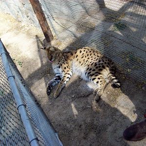 Serval Cat South Africa