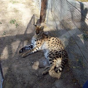 South Africa Serval Cat