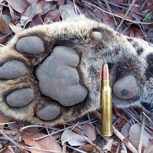 Leopard Paw with 300 Winchester Magnum