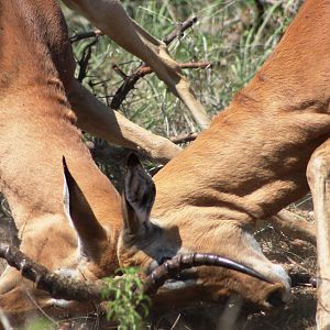 Impala Rams fighting