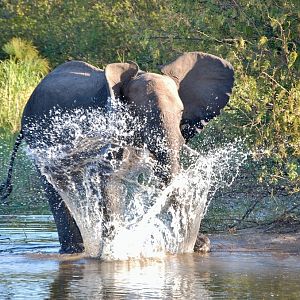 Elephant Zambezi River