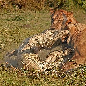 Amazing Lion Attack Crocodile To Death - Battle For Survival