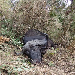 Hunting Zambia Cape Buffalo