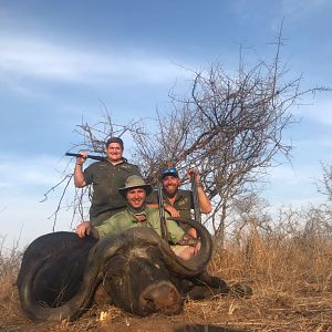 Cape Buffalo South AFrica Hunt