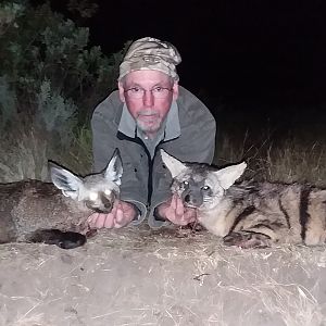 Bat-eared fox & Aardwolf Hunt South Africa