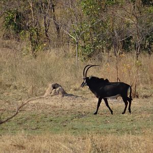 Sable Antelope in Zimbabwe