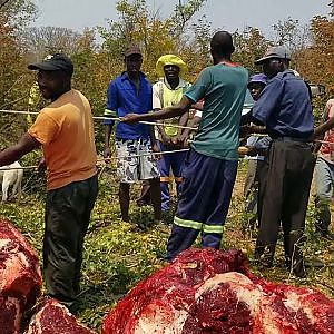 Skinning of Elephant Zimbabwe Part 3