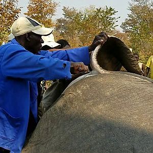 Skinning 0f Elephant Zimbabwe 2