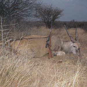 Hunting Namibia Eland