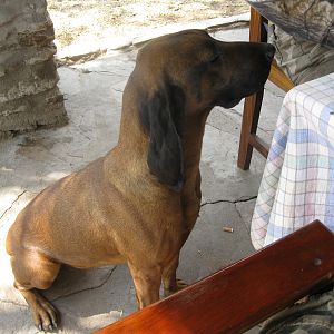 One of the several Bavarian Mountain Hounds that are employed by Farm Heusis / Khomas Highland Hunting Safarais