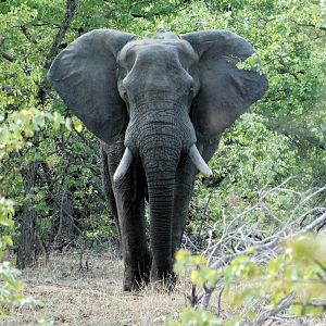 60 pounder Elephant Mozambique