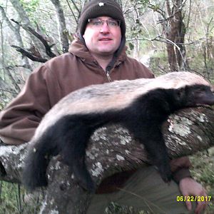 South Africa Hunting African Honey Badger