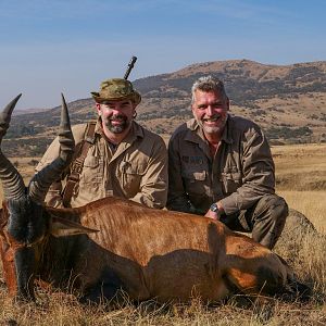 Hunting Red Hartebeest South Africa