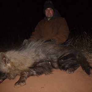 South Africa Hunting Brown Hyena
