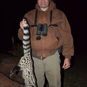 South Africa Hunting Genet Cat
