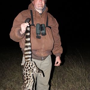 Hunting Spotted Genet Cat South Africa