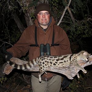 Spotted Genet Cat Hunting South Africa