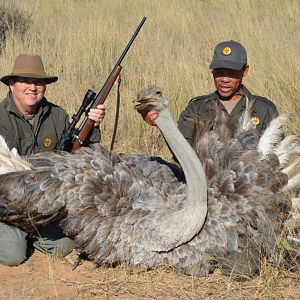 South Africa Hunt female Ostrich