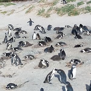 Jackass Penguins South Africa