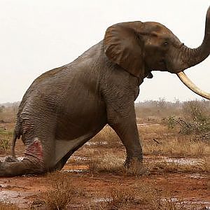 Battle To Save Elephant From Poacher's Poisoned Arrow