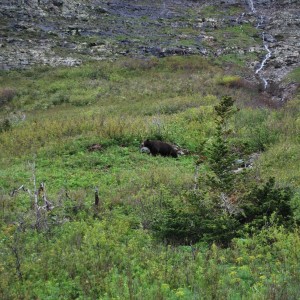 Black Bear at Glacier National Park