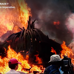 Ivory: To Burn Or To Trade?