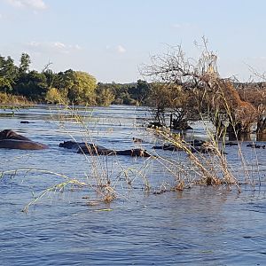 Hippos in the Zambezi River Zimbabwe