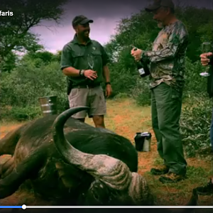 Cape Buffalo Hunt with Limcroma
