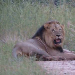 Lion Zimbabwe