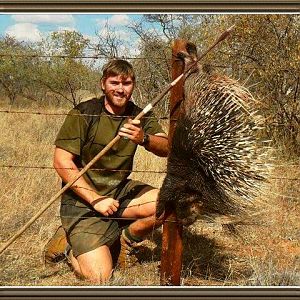 South Africa Spear Hunt African Porcupine