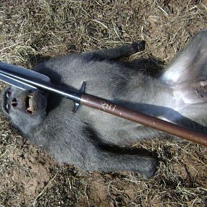 Baboon Spear Hunt South Africa