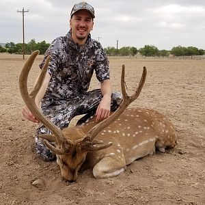 Hunting Free Range Axis Deer Texas