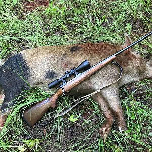 Hunting Hogs East Texas