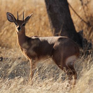 Steenbok South Africa